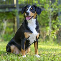 Entlebucher Mountain Dogs from Entles Edge Entlebucher Mountain Dogs, LLC