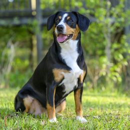 Entlebucher Mountain Dogs from Entles Edge Entlebucher Mountain Dogs, LLC