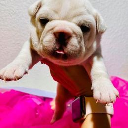 French Bulldog Puppies from Frenchie Paws
