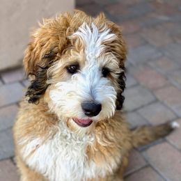 Bernedoodles and Goldendoodles from Sunburst Doodles