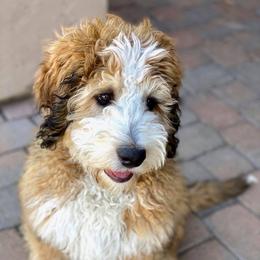Bernedoodles and Goldendoodles from Sunburst Doodles
