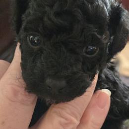 Ella - Black female Poodle puppy in Lucedale, Mississippi from Simply Poodle