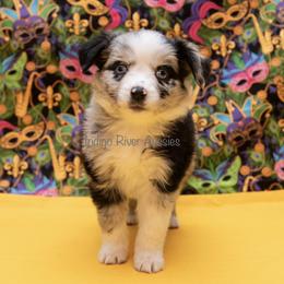 Australian Shepherds, Miniature Australian Shepherds, and Toy Australian Shepherds from Indigo River Aussies