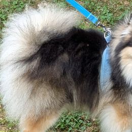 Pomskies from waxhaw pomskys