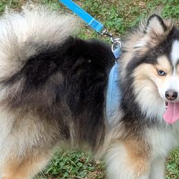 Pomskies from waxhaw pomskys