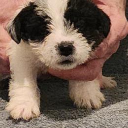 Pumpkin - Tri-color female Russell Terrier puppy in Portland, Washington from Mountain Ash Farms