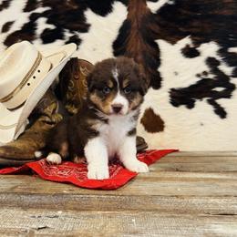 'Lizzie' - Red tri-color female Australian Shepherd puppy in Durand, Wisconsin from Larson’s Legacy Aussome Aussie Kennels
