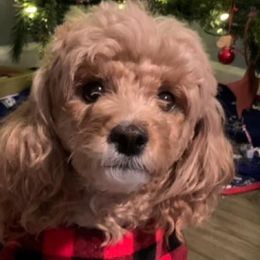 Poodles from Oodlez of Mini Poodles