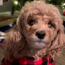 Poodles from Oodlez of Mini Poodles