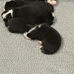 Girl 2 - Black, white and red female Greater Swiss Mountain Dog puppy in Conroe, Texas from S’rendi Greater Swiss Mountain Dogs