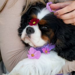 Cavalier King Charles Spaniels from Le Claire Cavaliers