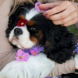 Cavalier King Charles Spaniels from Le Claire Cavaliers