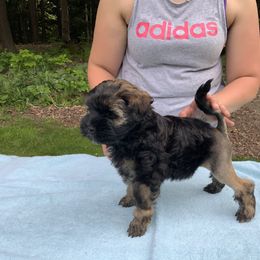 Lowchen Puppies from Ashford Kennel