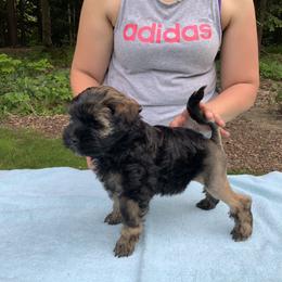 Lowchen Puppies from Ashford Kennel