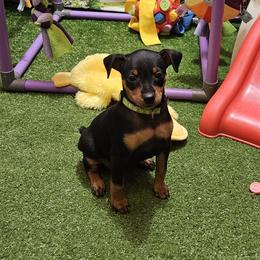 Miss Lily - Black and rust female Miniature Pinscher puppy in Baton Rouge, Louisiana from Pike's Pups