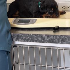 Teal Collar - Black and rust female Beauceron puppy in Floyd’s Knobs, Indiana from Birdwing Beaucerons