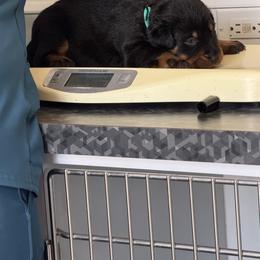 Teal Collar - Black and rust female Beauceron puppy in Floyd’s Knobs, Indiana from Birdwing Beaucerons