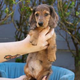 Cena - Red male Dachshund puppy in Perry, Florida from EntityDachs