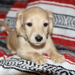 Dachshund and Golden Retriever Puppies from Mount Calm Golden Retrievers