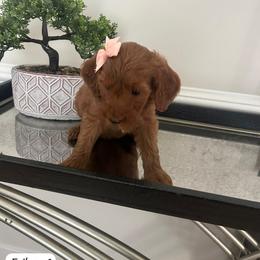 Erika - Red  female Goldendoodle puppy in Mint Hill, North Carolina from DoodleForever