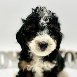 Bernedoodles and Goldendoodles from Sweet Georgia Doodles