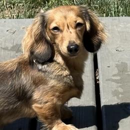 Dachshunds from Meg’s Mini Doxies