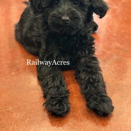 Evie - Black female Goldendoodle puppy in Milford, Indiana from Railway Acres Kennel