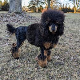 Mittens - Poodle