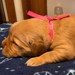 Pink - Golden female Golden Retriever puppy in Taylor Ridge, Illinois from Salata Goldens
