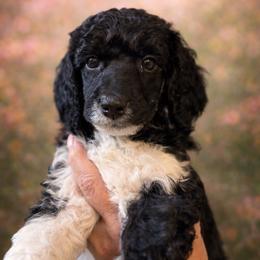 Baby - Parti female Poodle puppy in Washington, Pennsylvania from Patriotic Poodles