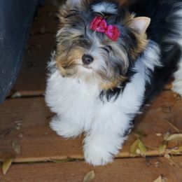 Biewer Terrier Puppies from Butterfly Biewers