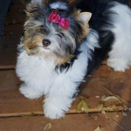 Biewer Terrier Puppies from Butterfly Biewers