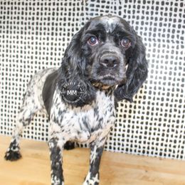 Pepper - Cocker Spaniel