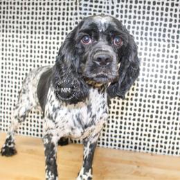 Pepper - Cocker Spaniel
