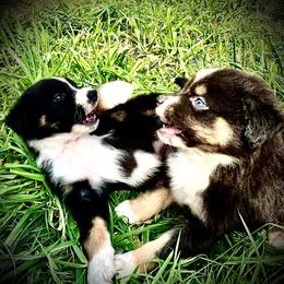 Oakley - Black tri-color female Australian Shepherd puppy in Oakland City, Indiana from Moonlightaussies
