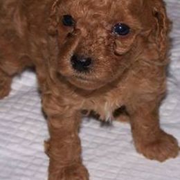Poodles from Pat's poodles