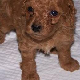 Poodles from Pat's poodles