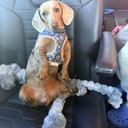 Moose - Dachshund