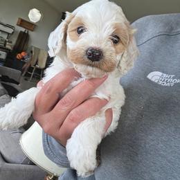 Leonardo - Buff and white male Cockapoo puppy in Ellensburg, Washington from Dawn to Dusk Cockapoos