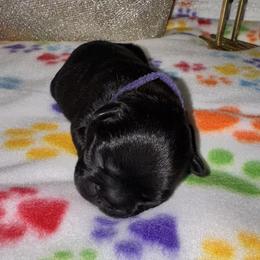 French Bulldog Puppies from jack & Ruby's Frenchies
