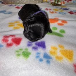 French Bulldog Puppies from jack & Ruby's Frenchies