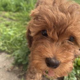 Hunter - Red  male Goldendoodle puppy in Millville, California from Hope Lane Kennels