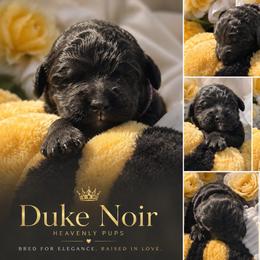 Duke Noir - Black male Goldendoodle puppy in Duluth, Minnesota from heavenly Pups kennel