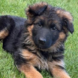 Girl 2 - Black and red female German Shepherd puppy in Valley Springs, South Dakota from Von Pasch German Shepherds