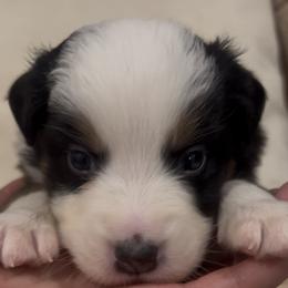 Crwth (KROOTH) - Black tri-color male Australian Shepherd puppy in Bennett, Colorado from Alolan Angel Aussies