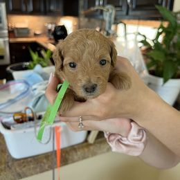 Goldendoodle and Poodle Puppies from Angel’s Goldendoodle Pups