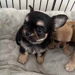 Vader - Black and tan male Chihuahua puppy in Spring Hill, Florida from Stardom Chihuahuas & CKCS