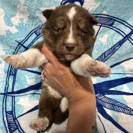 AKC Chestnut - Red and white male Siberian Husky puppy in Centreville, Maryland from Huskies By the Bay