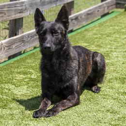 Dutch Shepherds from Dark Storm Shepherds