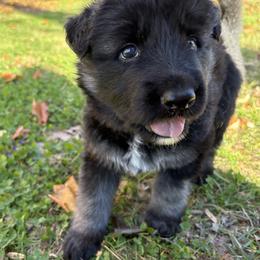Shiloh Shepherd Puppies from The Mighty Quinn Shilohs